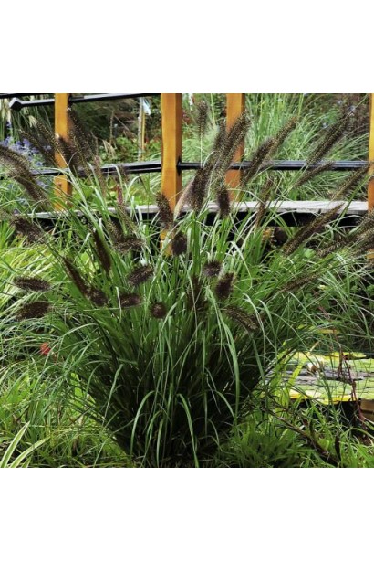 Pennisetum alopecuroides `Black Beauty`